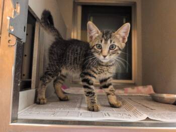 Flash -  Domestic Medium Hair Cat for Adoption in Rowlett, Texas - Flash | PetCurious