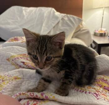 Wheezie -  Domestic Short Hair and Tabby Cat for Adoption in Glendale, Arizona - Wheezie | PetCurious