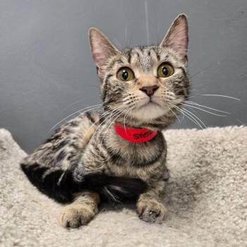 Domestic Short Hair Cats Available for Adoption in Buffalo, New York - Stella | PetCurious