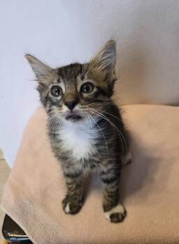 Olie -  Domestic Medium Hair Cat for Adoption in Sunrise, Florida - Olie | PetCurious