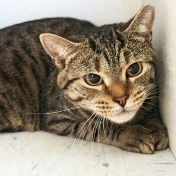 Hanson -  Domestic Short Hair Cat for Adoption in Kennebunk, Maine - Hanson | PetCurious