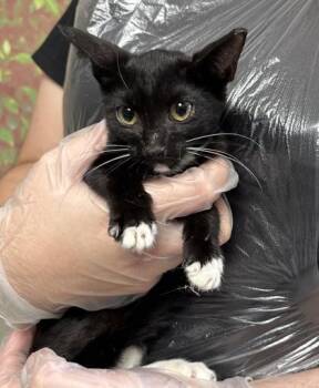 Granny -  Domestic Short Hair Cat for Adoption in San Antonio, Texas - Granny | PetCurious