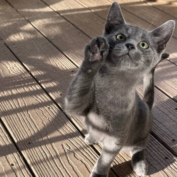 Rescue Domestic Short Hair Cats for Adoption in Abingdon, Maryland - 1125-97 Smokey | PetCurious