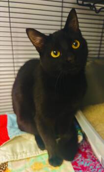 Domestic Short Hair Cats Available for Adoption - Vee  | PetCurious