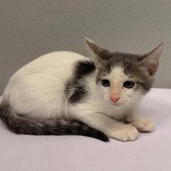Zelda -  Domestic Short Hair Cat for Adoption in Tampa, Florida - Zelda | PetCurious