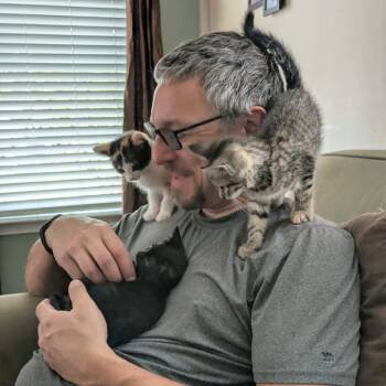 Domestic Short Hair Cats Available for Adoption in Jarrettsville, Maryland - Azalea | PetCurious