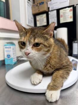 Confetti -  Domestic Short Hair Cat for Adoption in Pomona, New York - Confetti | PetCurious