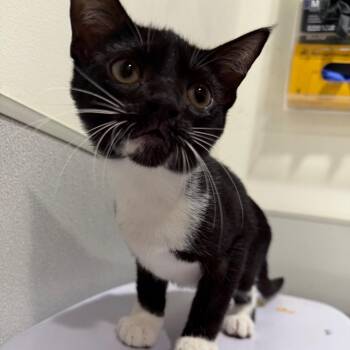 Mustache Man -  Domestic Short Hair Cat for Adoption in Tampa, Florida - Mustache Man | PetCurious