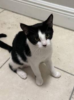 Journey -  Domestic Short Hair Cat for Adoption in Oviedo, Florida - Journey | PetCurious