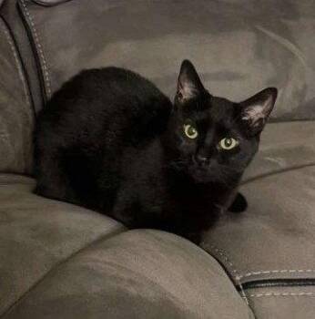 Domestic Short Hair Cats Available for Adoption in Sullivan, Indiana - Thea | PetCurious