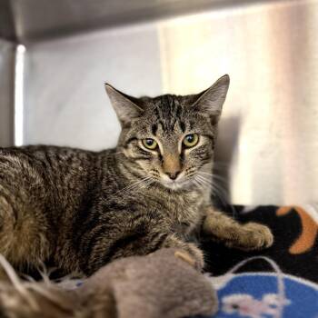 Rescue Domestic Short Hair Cats for Adoption in Evanston, Illinois - Oasis | PetCurious
