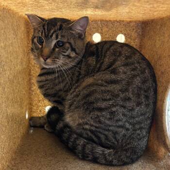 Domestic Short Hair Cats Available for Adoption in Memphis, Tennessee - Franks | PetCurious