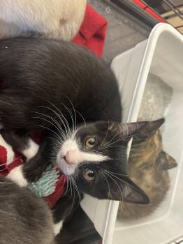 Suzy Q -  Domestic Short Hair Cat for Adoption in Blanchard, Oklahoma - Suzy Q | PetCurious