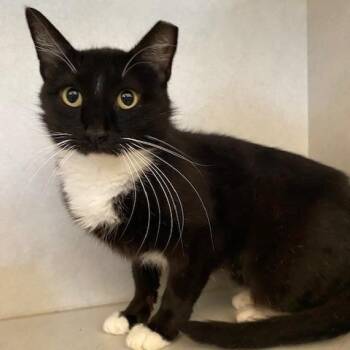 Nova -  Domestic Short Hair Cat for Adoption in Dayton, Ohio - Nova | PetCurious