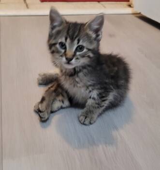 Rescue American Shorthair Cats for Adoption in Tampa, Florida - Primrose | PetCurious