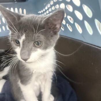 Chex -  Domestic Short Hair Cat for Adoption in Jupiter, Florida - Chex | PetCurious