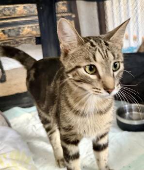 Bengal Cats Available for Adoption in Chicago, Illinois - Oliver | PetCurious