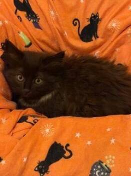 Maeve -  Domestic Long Hair Cat for Adoption in Little Rock, Arkansas - Maeve | PetCurious