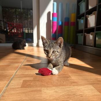 Molly Mae -  Domestic Short Hair Cat for Adoption in Margate, Florida - Molly Mae | PetCurious
