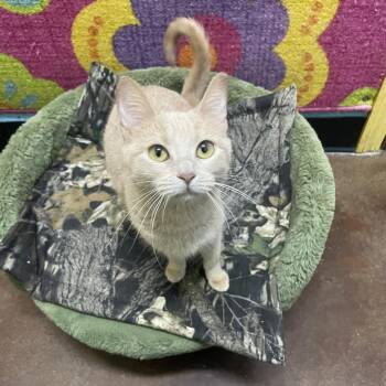 Wing -  Domestic Short Hair Cat for Adoption in Springfield, Missouri - Wing | PetCurious
