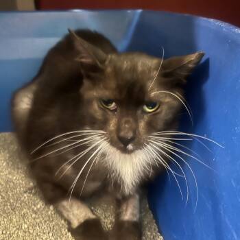 Piojito -  Domestic Short Hair Cat for Adoption in Sarasota, Florida - Piojito | PetCurious