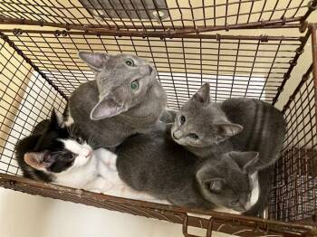 TANGERINE -  Domestic Short Hair Cat for Adoption in Tustin, California - TANGERINE | PetCurious