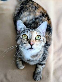 Domestic Short Hair Cats Available for Adoption in San Jose, California - Jasper | PetCurious