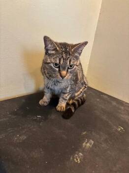 Melanie -  Domestic Short Hair Cat for Adoption in Grand Rapids, Michigan - Melanie | PetCurious