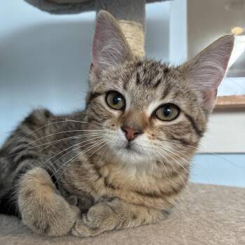Gia -  Domestic Short Hair Cat for Adoption in South Haven, Michigan - Gia | PetCurious