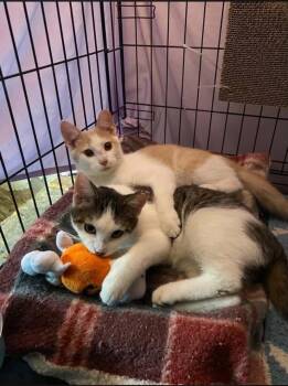 Biscuit & Boo (bonded brothers) -  American Shorthair and Domestic Short Hair Cat for Adoption in Brownsville, Pennsylvania - Biscuit & Boo (bonded Brothers) | PetCurious