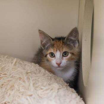 Rosalie -  Domestic Short Hair Cat for Adoption in Los Angeles, California - Rosalie | PetCurious