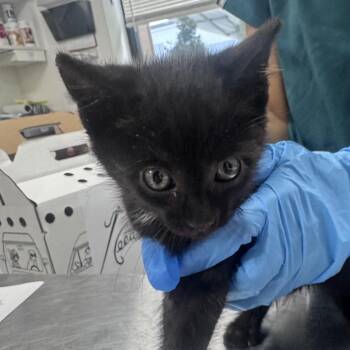 Needles -  Domestic Short Hair Cat for Adoption in Newark, New Jersey - Needles | PetCurious