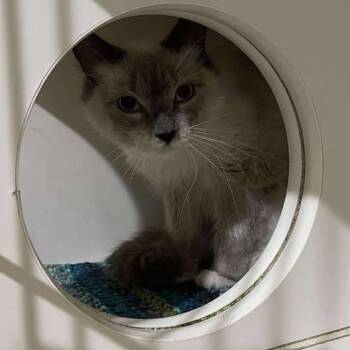 Domestic Long Hair Cats Available for Adoption in Winthrop, Maine - White Button | PetCurious