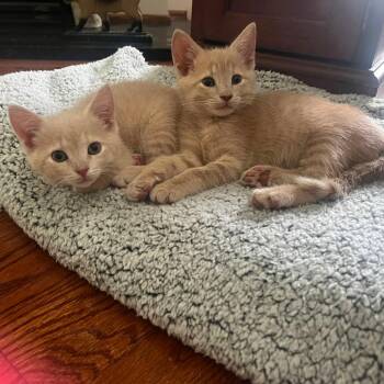 Howl -  Domestic Short Hair Cat for Adoption in Harrisonburg, Virginia - Howl | PetCurious