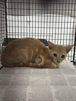 A2479276 -  Domestic Short Hair Cat for Adoption in Fort Lauderdale, Florida - A2479276 | PetCurious