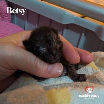 Betsy -  Domestic Short Hair Cat for Adoption in Council Bluffs, Iowa - Betsy | PetCurious