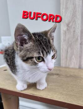 Buford -  Domestic Short Hair Cat Available for Adoption in Rome, Georgia - Buford | PetCurious