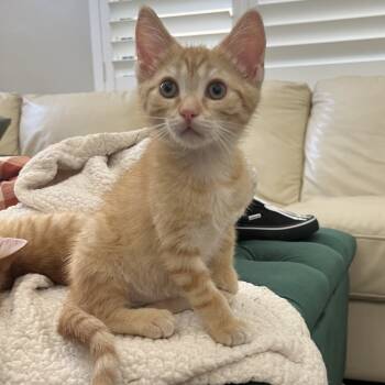 Rescue Domestic Short Hair Cats for Adoption in Jupiter, Florida - Buddy | PetCurious