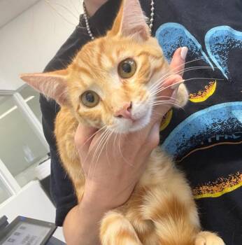 Camden -  Domestic Short Hair Cat for Adoption in Thousand Oaks, California - Camden | PetCurious