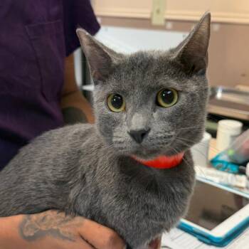 Kashi -  Domestic Short Hair Cat for Adoption in Las Vegas, Nevada - Kashi | PetCurious