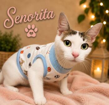 Senorita -  Domestic Medium Hair Cat for Adoption in Dalton, Georgia - Senorita | PetCurious