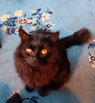 Rescue Domestic Long Hair Cats for Adoption in Colmar, Pennsylvania - Mookey | PetCurious