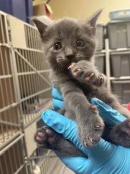Russian Blue Cats Available for Adoption in Parlier, California - Hub Cap | PetCurious