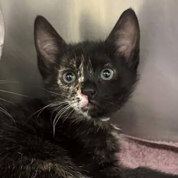 Chia -  Domestic Short Hair Cat for Adoption in Walnut Creek, California - Chia | PetCurious