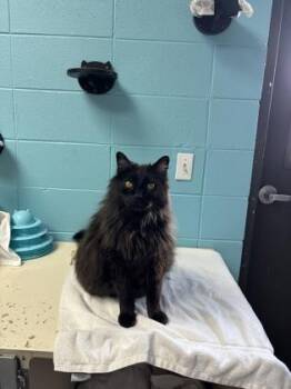 Alfie -  Domestic Long Hair Cat for Adoption in Steamboat Springs, Colorado - Alfie | PetCurious