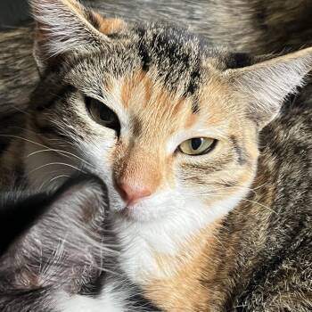 CUTTLEFISH -  Domestic Short Hair Cat for Adoption in Kyle, Texas - CUTTLEFISH | PetCurious
