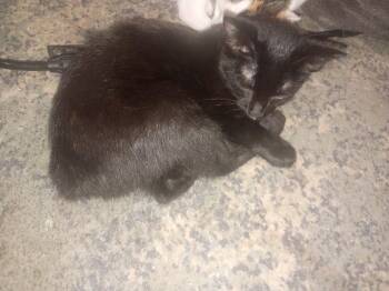 Nubby -  Manx and Domestic Short Hair Cat for Adoption in Niles, Michigan - Nubby | PetCurious