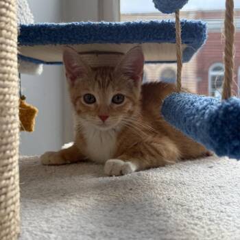 Vinnie -  Domestic Short Hair Cat for Adoption in Monroe, North Carolina - Vinnie | PetCurious