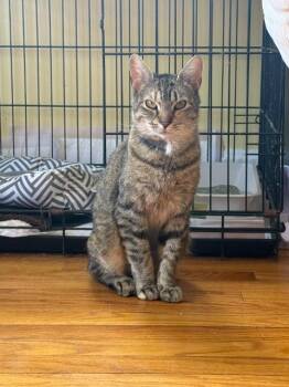 Katya -  Domestic Short Hair Cat Available for Adoption in Pawtucket, Rhode Island - Katya | PetCurious
