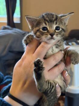 Domestic Short Hair and Tabby Cats Available for Adoption in Poplar Grove, Illinois - Gregory Bridgerton | PetCurious